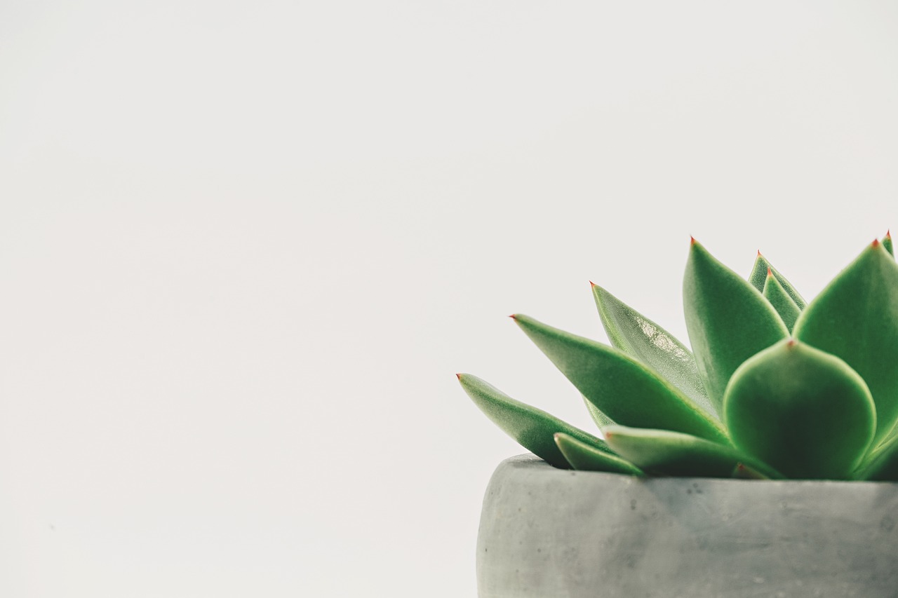 Gepotte planten op een houten vensterbank.